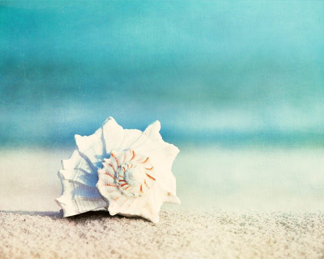 Paradise Seashell Canvas Wall Art - From Where - 
