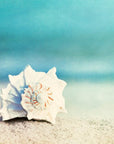 Paradise Seashell Canvas Wall Art - From Where - 