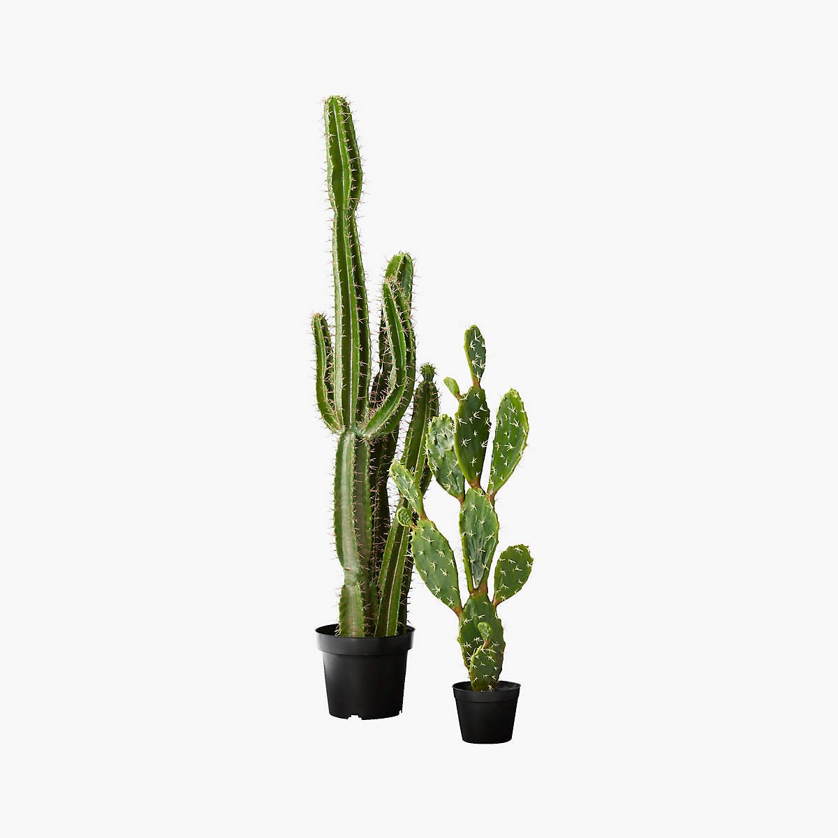 Potted Faux Cardón Cactus 5' - From Where - 