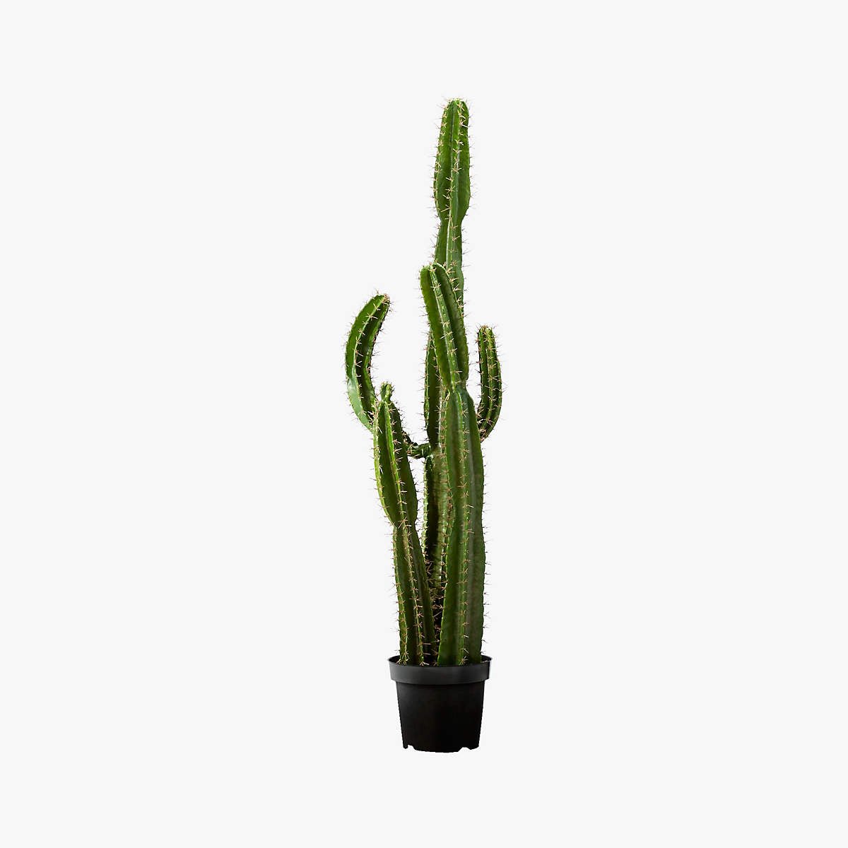 Potted Faux Cardón Cactus 5' - From Where - 