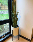 Sansevieria Dark Green 35 Artificial Potted Plant - From Where - 