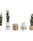 Sansevieria Dark Green 35 Artificial Potted Plant - From Where - 