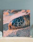 Turtle Head On White Sand - From Where - 