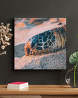 Turtle Head On White Sand - From Where - 